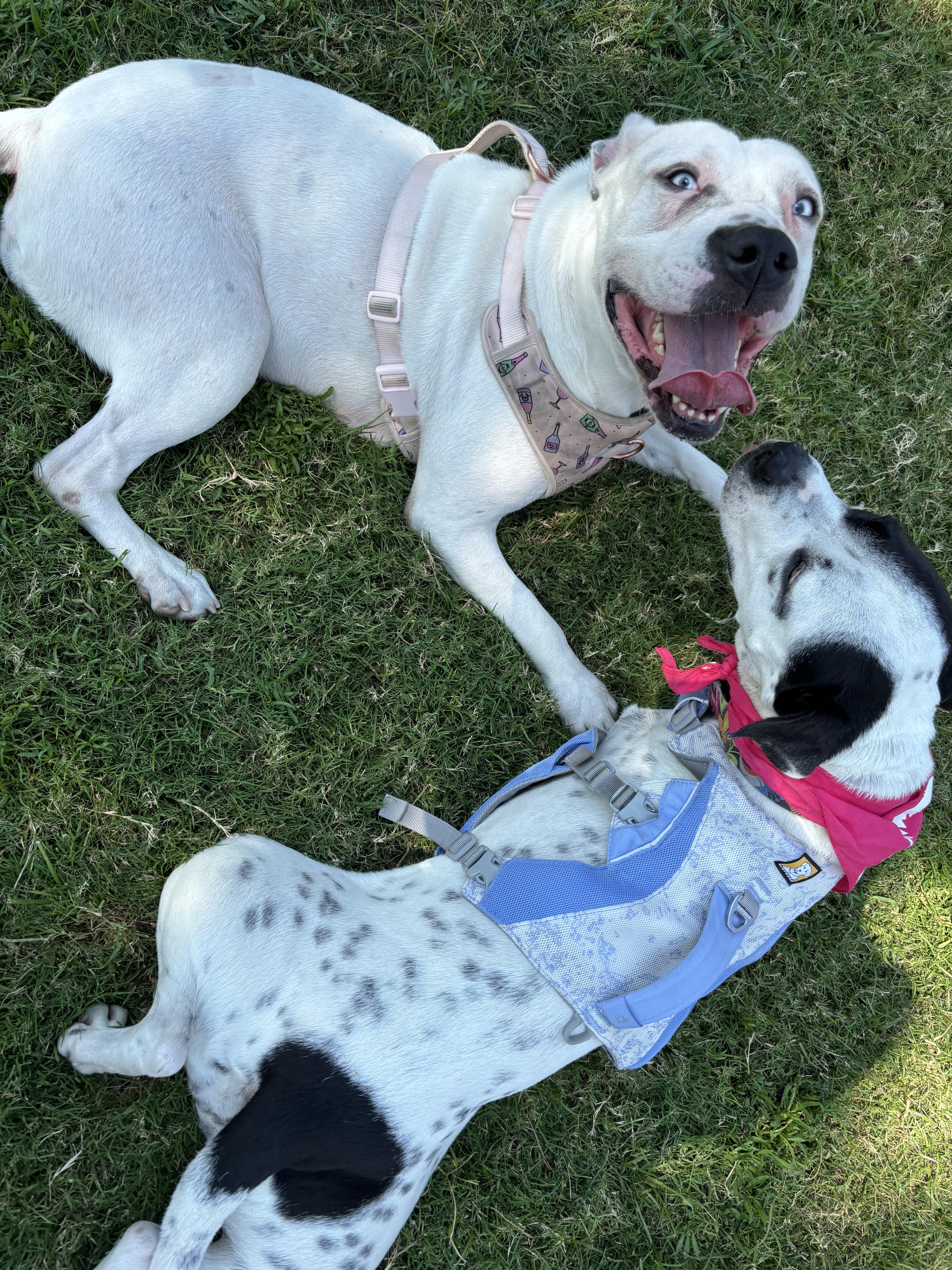 Enlarge Daisy, a Adoptable mixed breed in Ennis, TX image 3/6