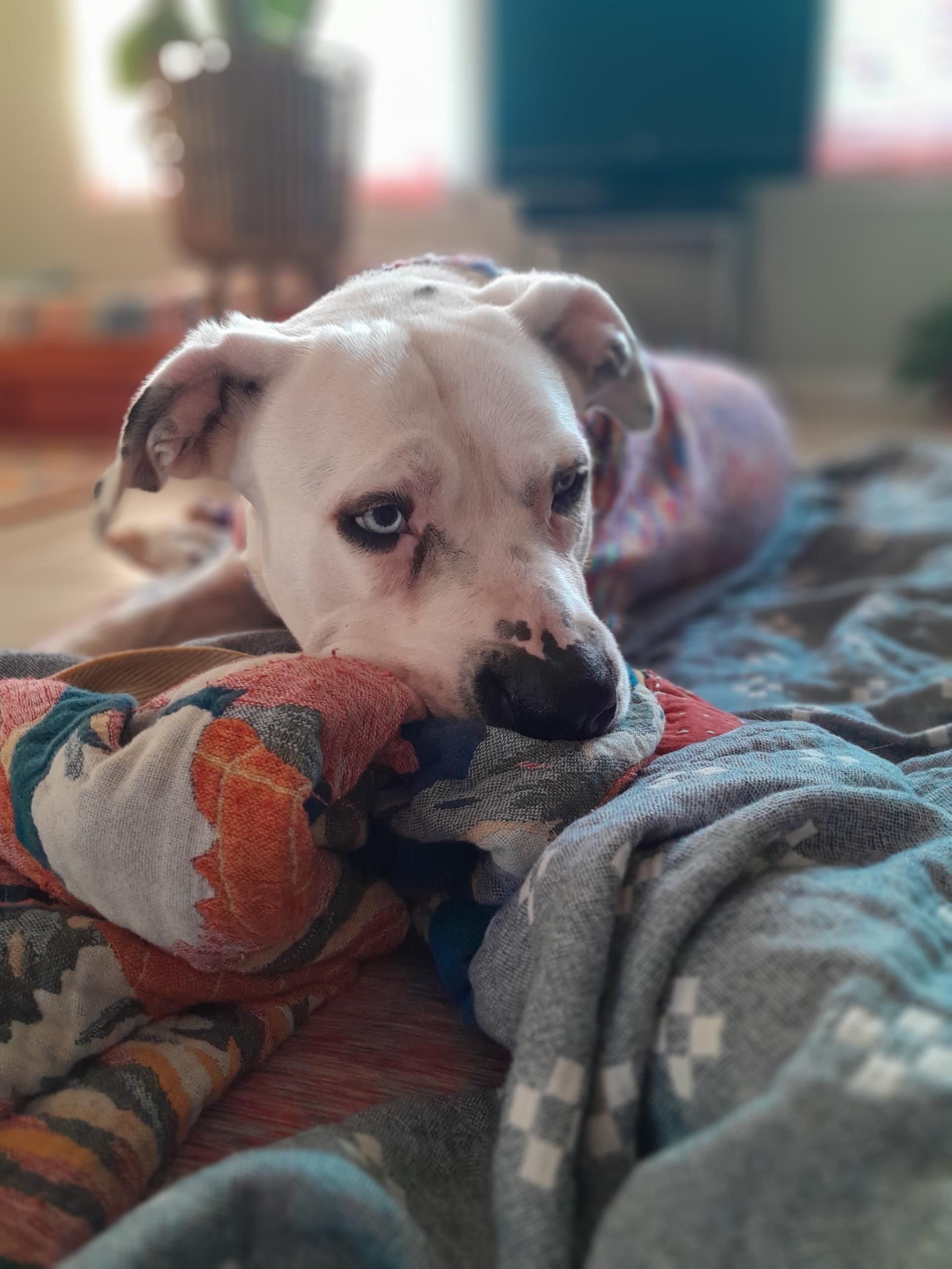 Enlarge Daisy, a Adoptable mixed breed in Ennis, TX image 4/6