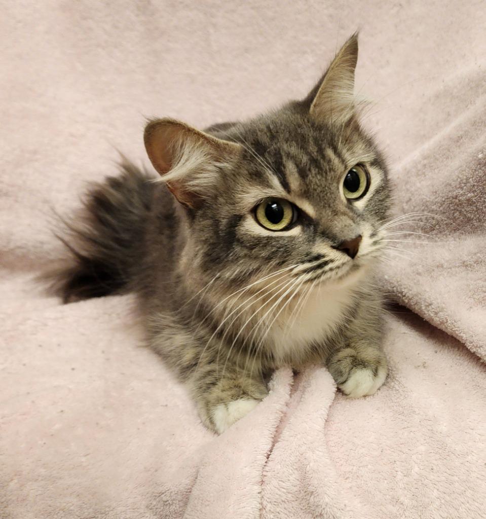 Artumus, Adoptable, Adult Female Domestic Medium Hair.