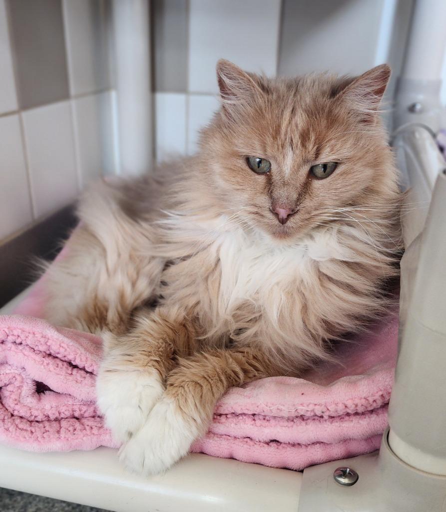 Nala, Adoptable, Senior Female Domestic Long Hair.