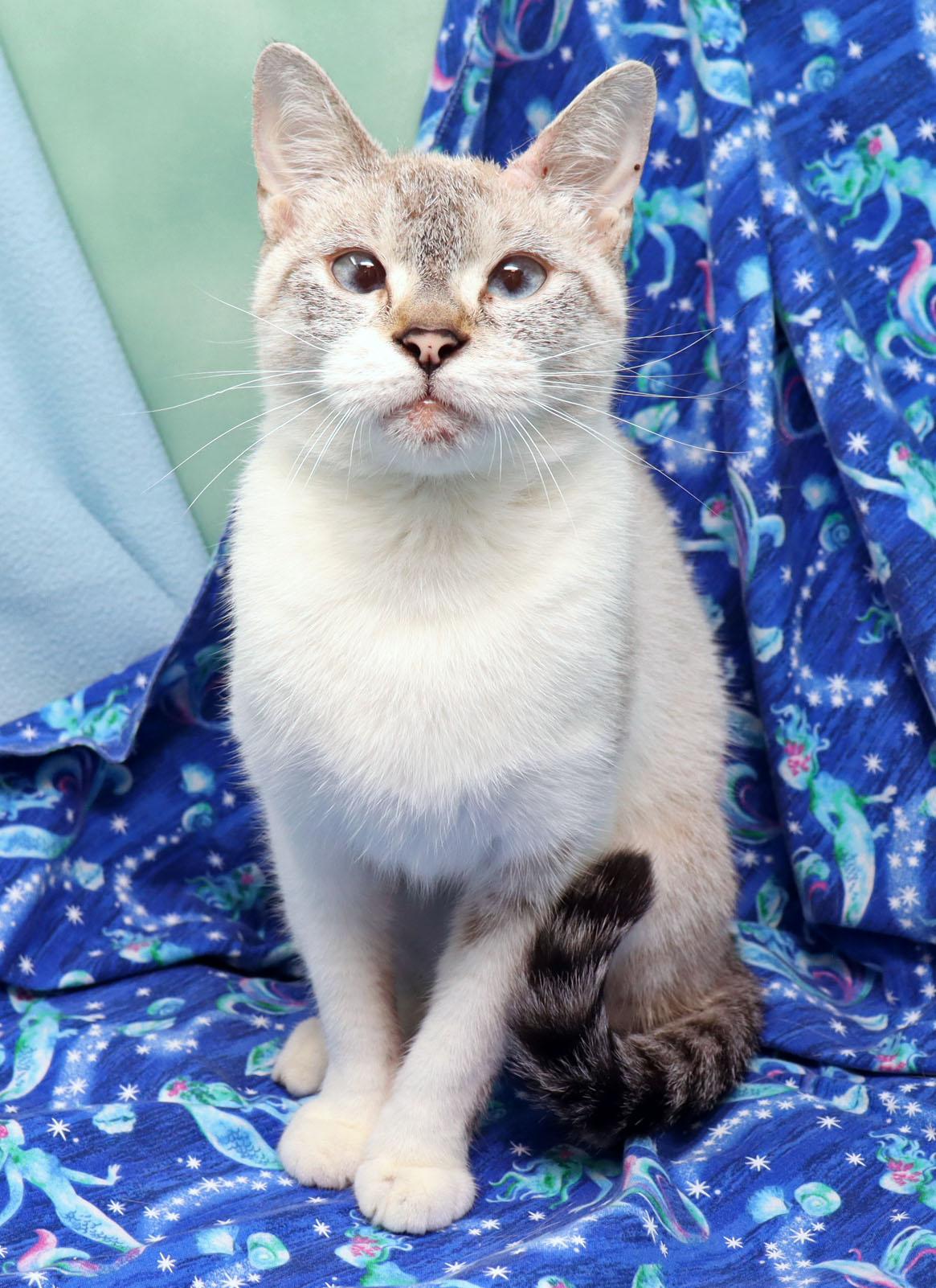 Magic, a ADOPTABLE mixed breed in Tierra Verde, FL image 3/3
