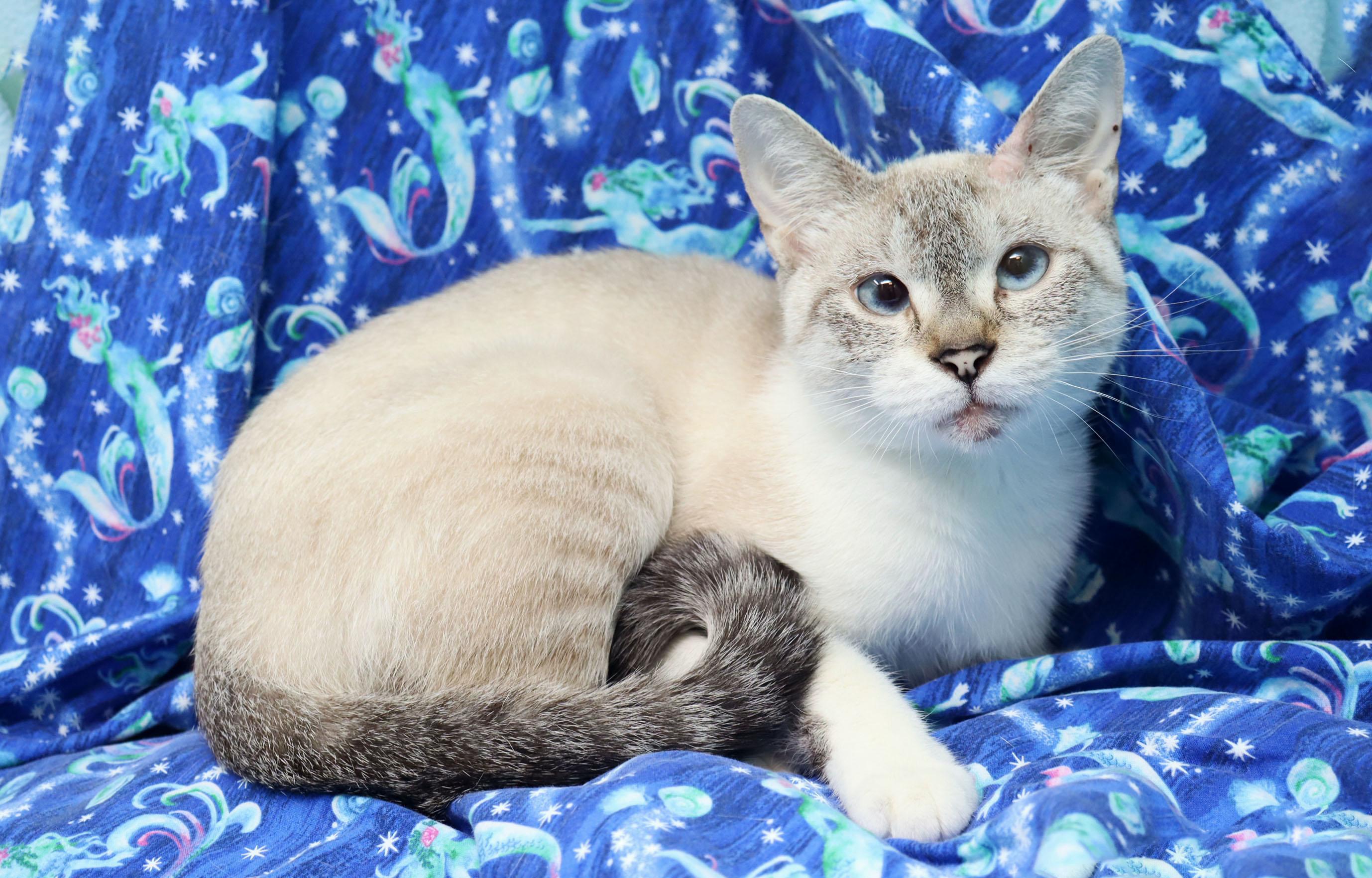 Magic, a ADOPTABLE mixed breed in Tierra Verde, FL image 2/3