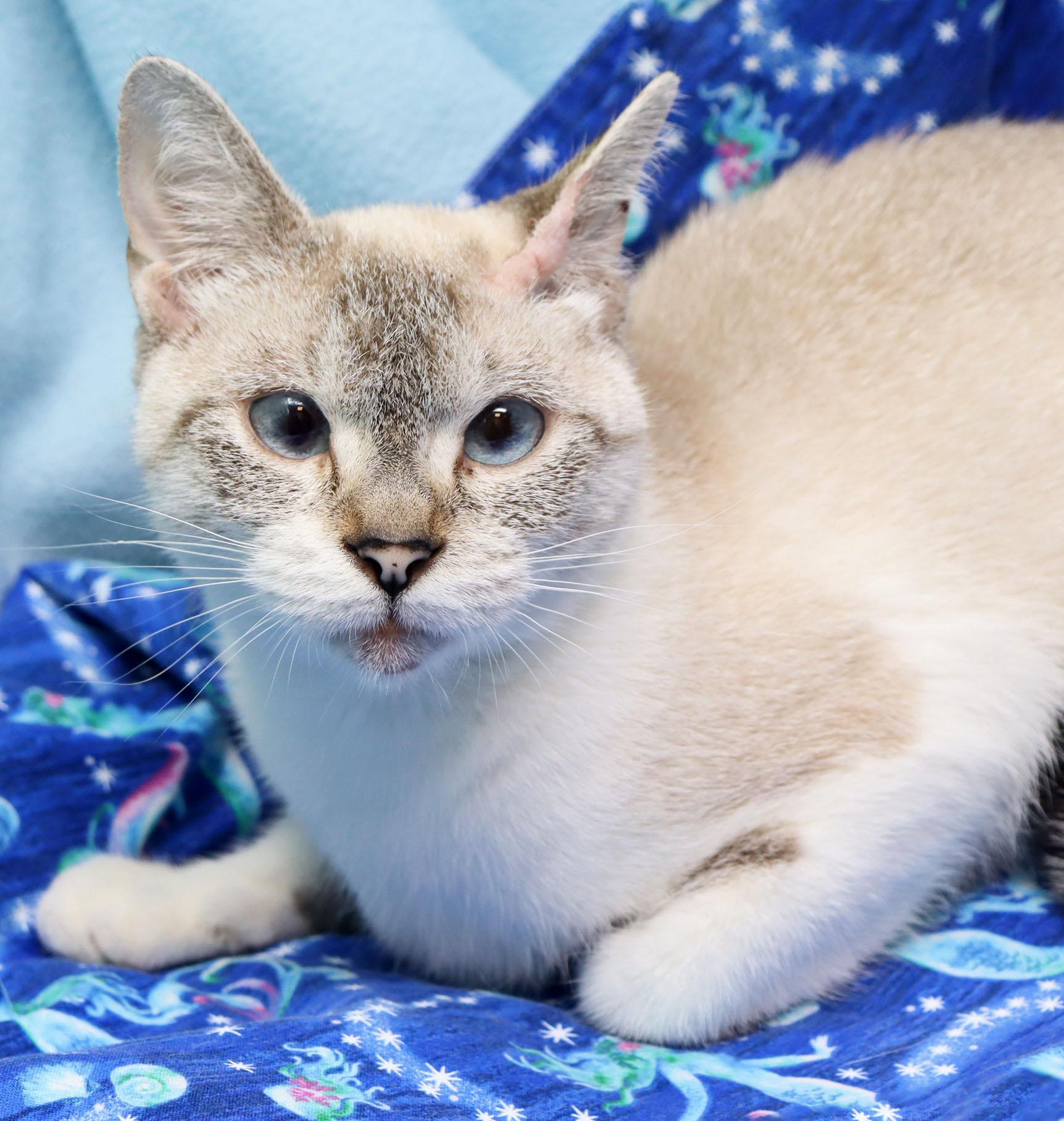 Magic, a ADOPTABLE mixed breed in Tierra Verde, FL image 1/3
