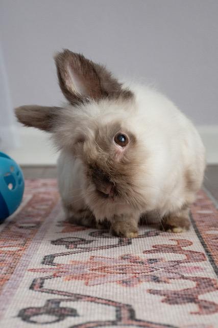 Enlarge Coco, a ADOPTABLE Lionhead in Pittsburgh, PA image 2/4