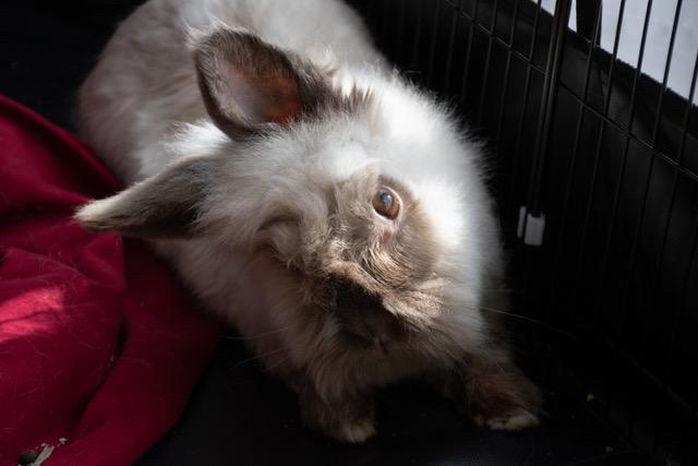 Enlarge Coco, a ADOPTABLE Lionhead in Pittsburgh, PA image 3/4