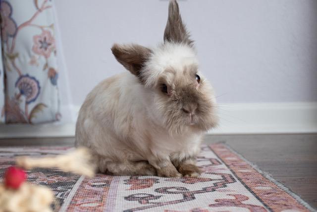Coco, ADOPTABLE, Adult Male Lionhead.