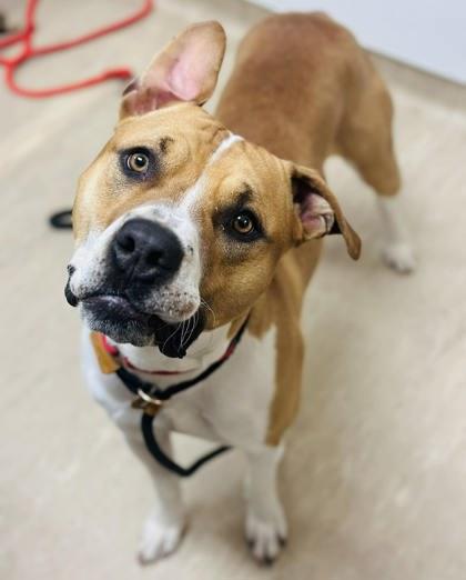 Douglas — thumbnail 2