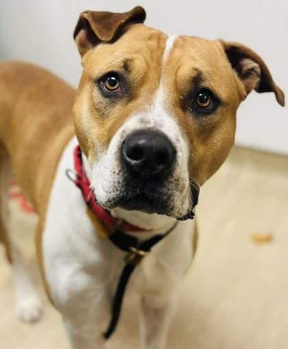 Douglas — thumbnail 3