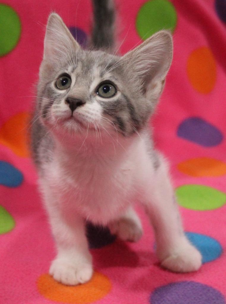 Enlarge Jester, a Adoptable mixed breed in Vacaville, CA image 1/1