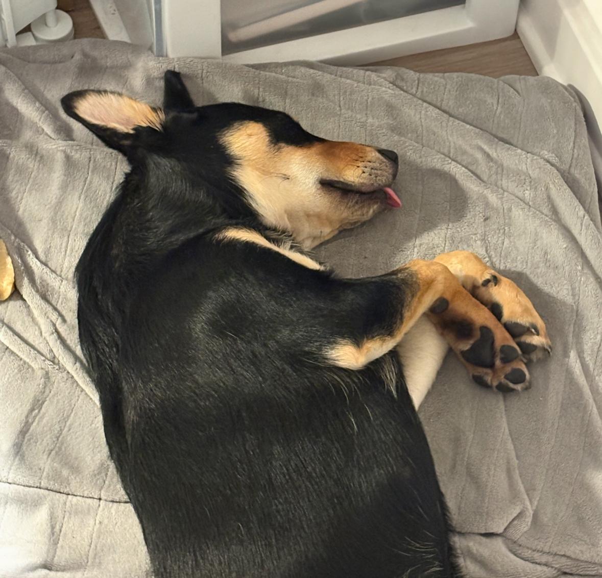 Meelo - The Floppy Eared Babe, an adoptable mixed breed in PALO ALTO, CA image 6/6