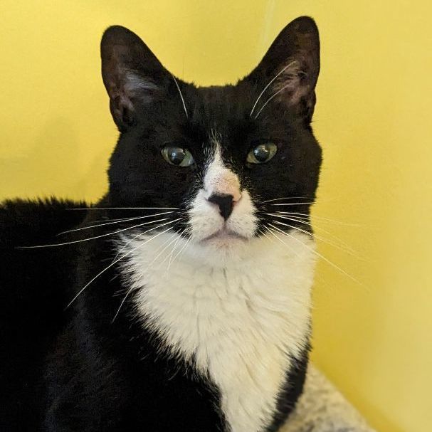 Felix, adoptable, Senior Male Domestic Short Hair.