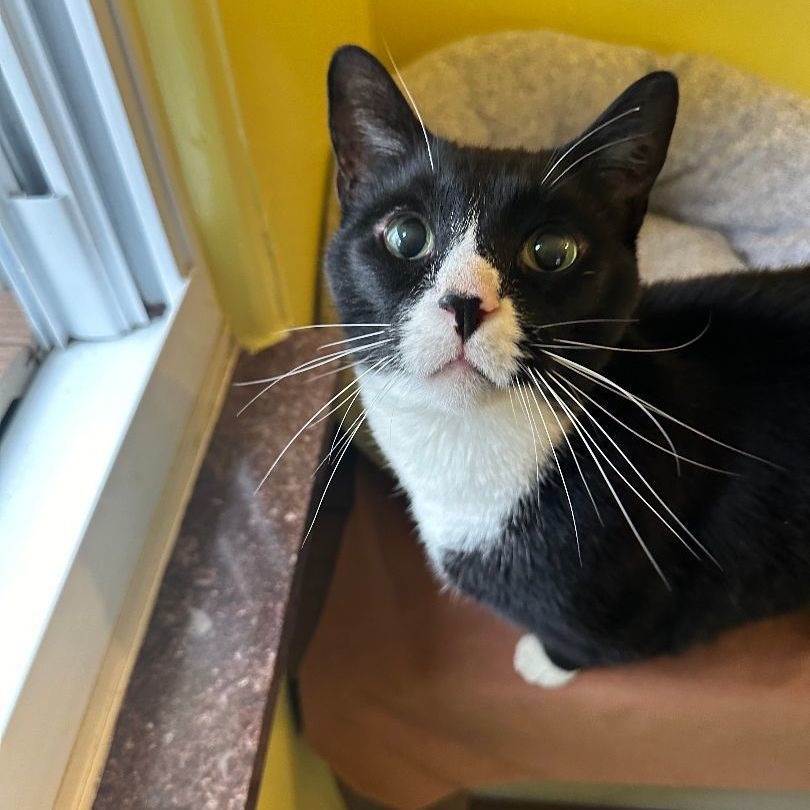 Felix, an adoptable Domestic Short Hair in Fenton, MI image 2/6