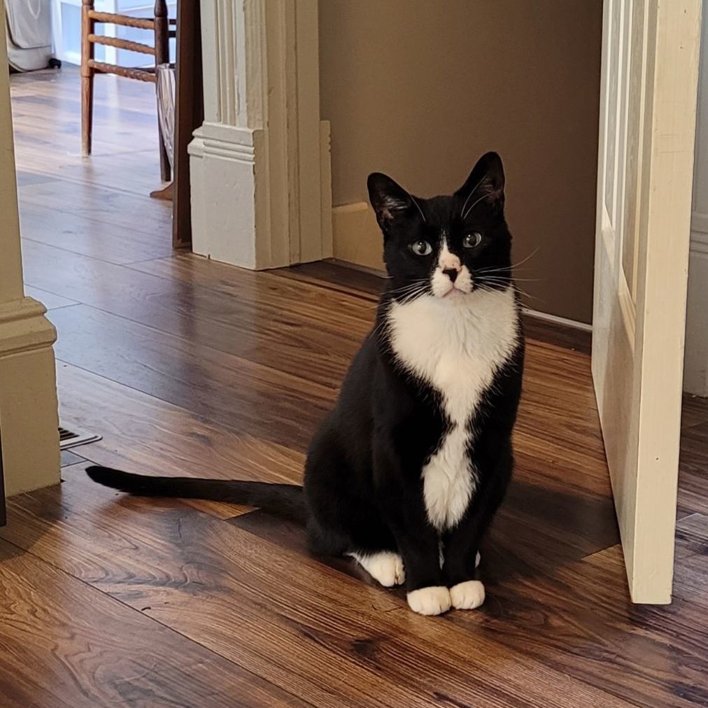 Felix, an adoptable Domestic Short Hair in Fenton, MI image 3/6