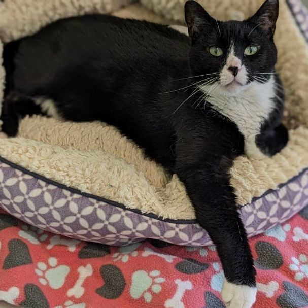 Felix, an adoptable Domestic Short Hair in Fenton, MI image 4/6
