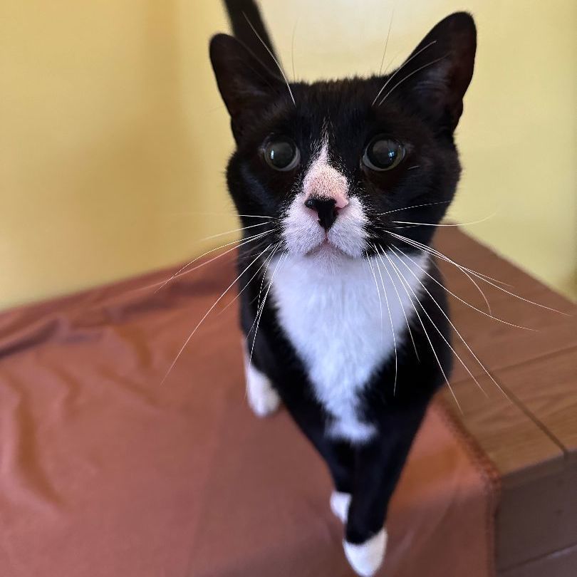 Felix, an adoptable Domestic Short Hair in Fenton, MI image 5/6