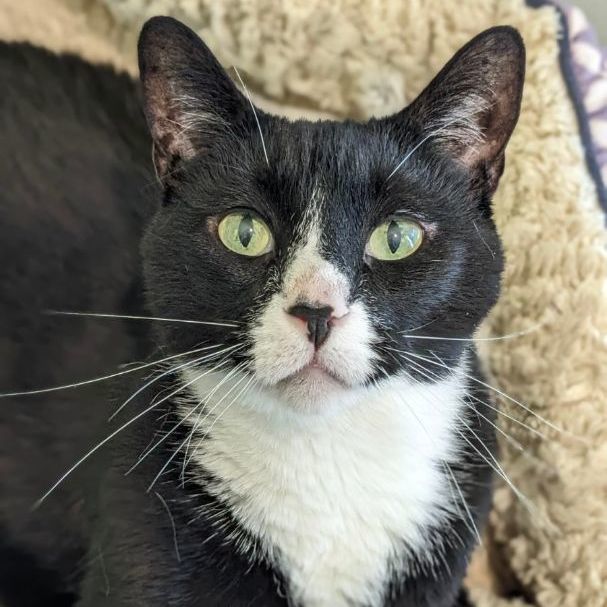 Felix, an adoptable Domestic Short Hair in Fenton, MI image 6/6