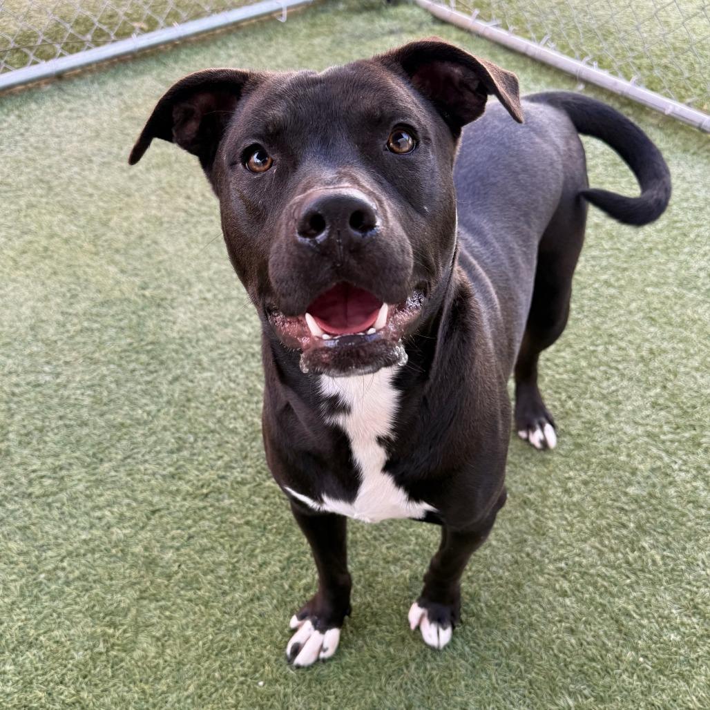 Kalu, Adoptable, Young Male Pit Bull Terrier.