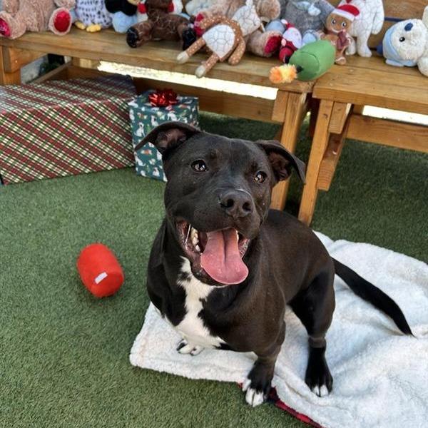 Enlarge Kalu, a Adoptable mixed breed in Hawthorne, CA image 3/6