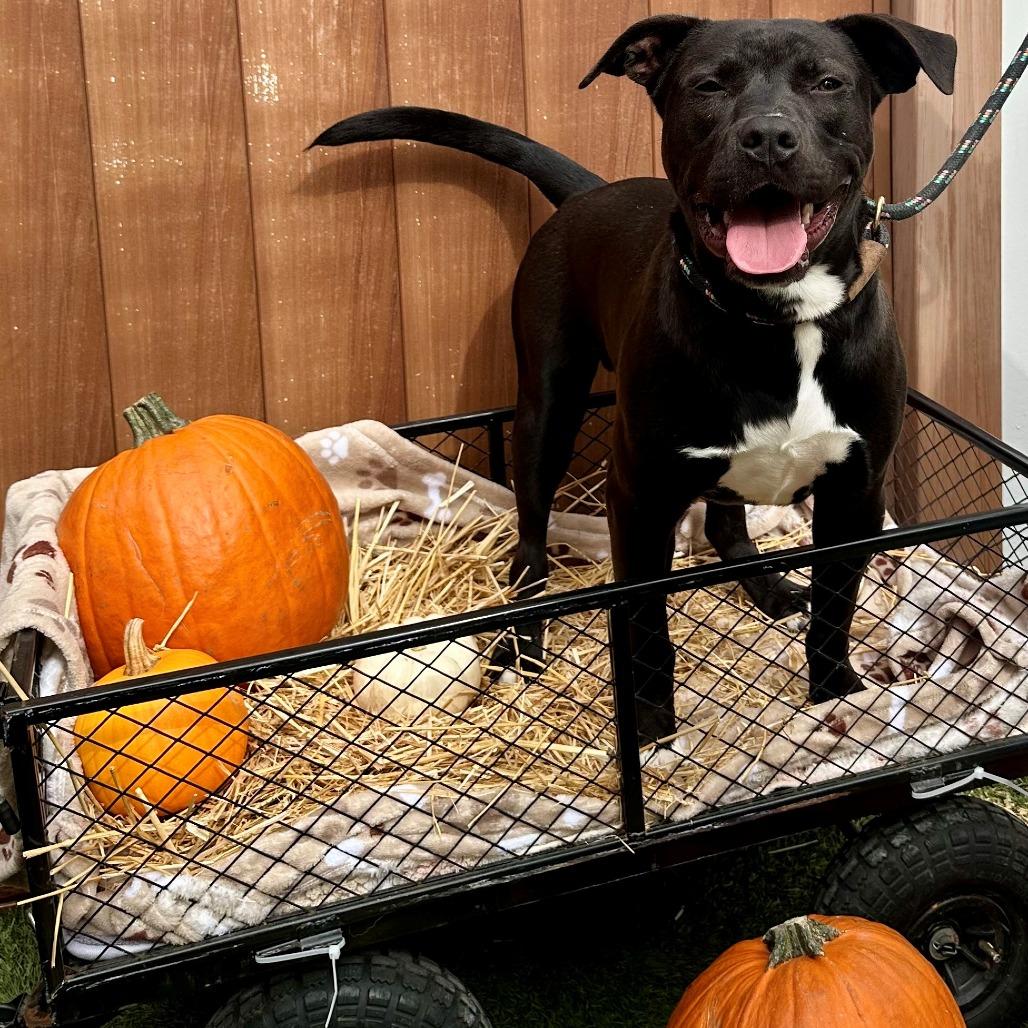 Enlarge Kalu, a Adoptable mixed breed in Hawthorne, CA image 4/6