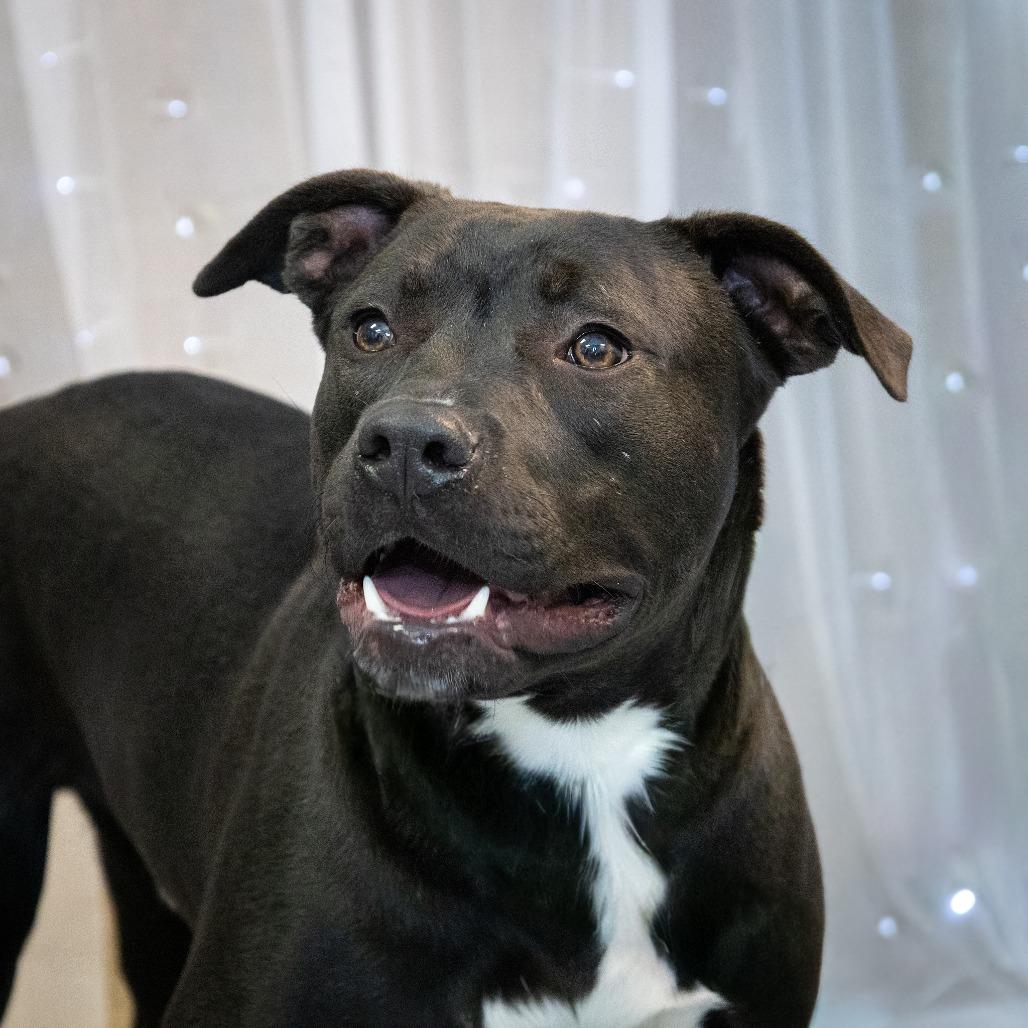 Enlarge Kalu, a Adoptable mixed breed in Hawthorne, CA image 5/6