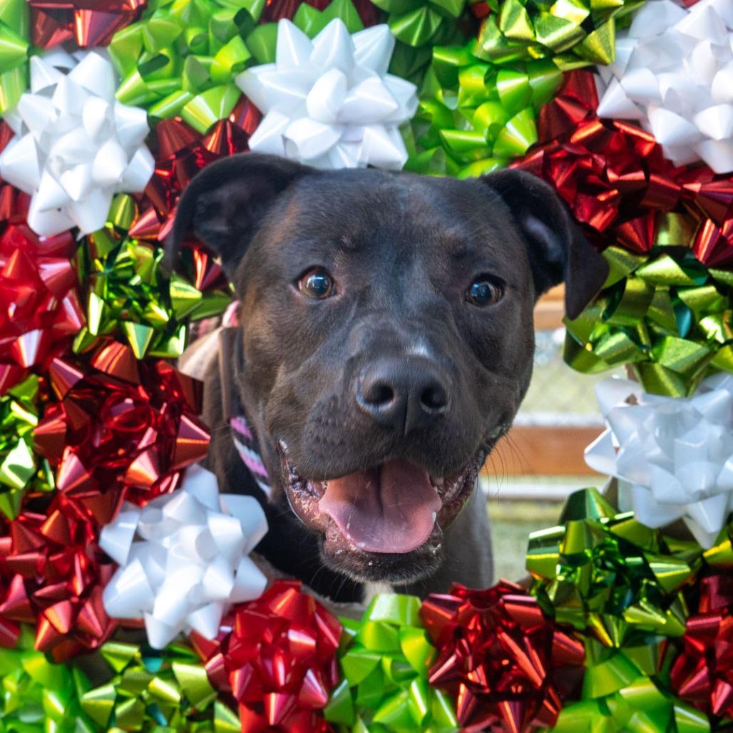 Enlarge Kalu, a Adoptable mixed breed in Hawthorne, CA image 6/6