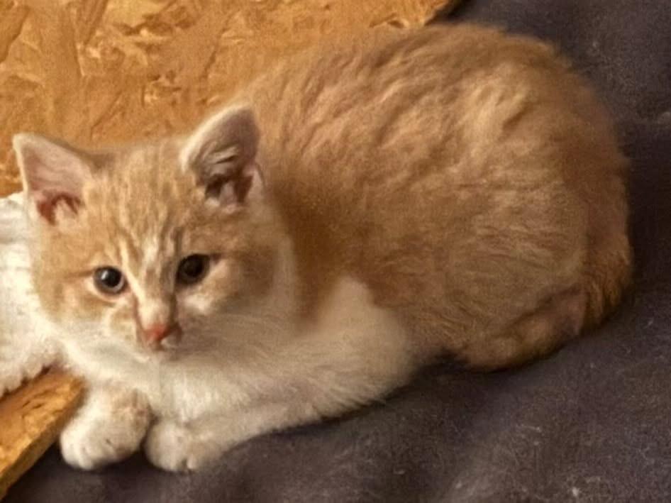 Enlarge Creamy, an adopted Domestic Short Hair in Rochester Hills, MI image 3/3
