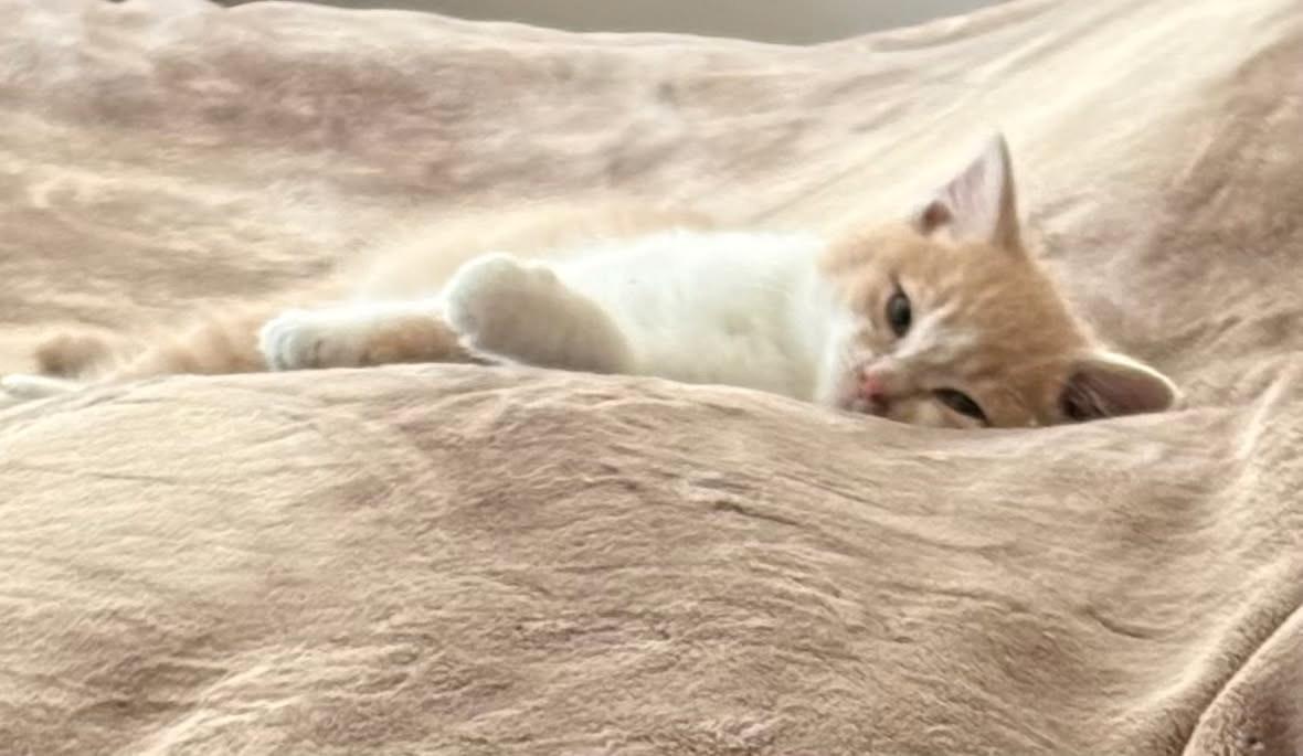 Enlarge Creamy, an adopted Domestic Short Hair in Rochester Hills, MI image 2/3