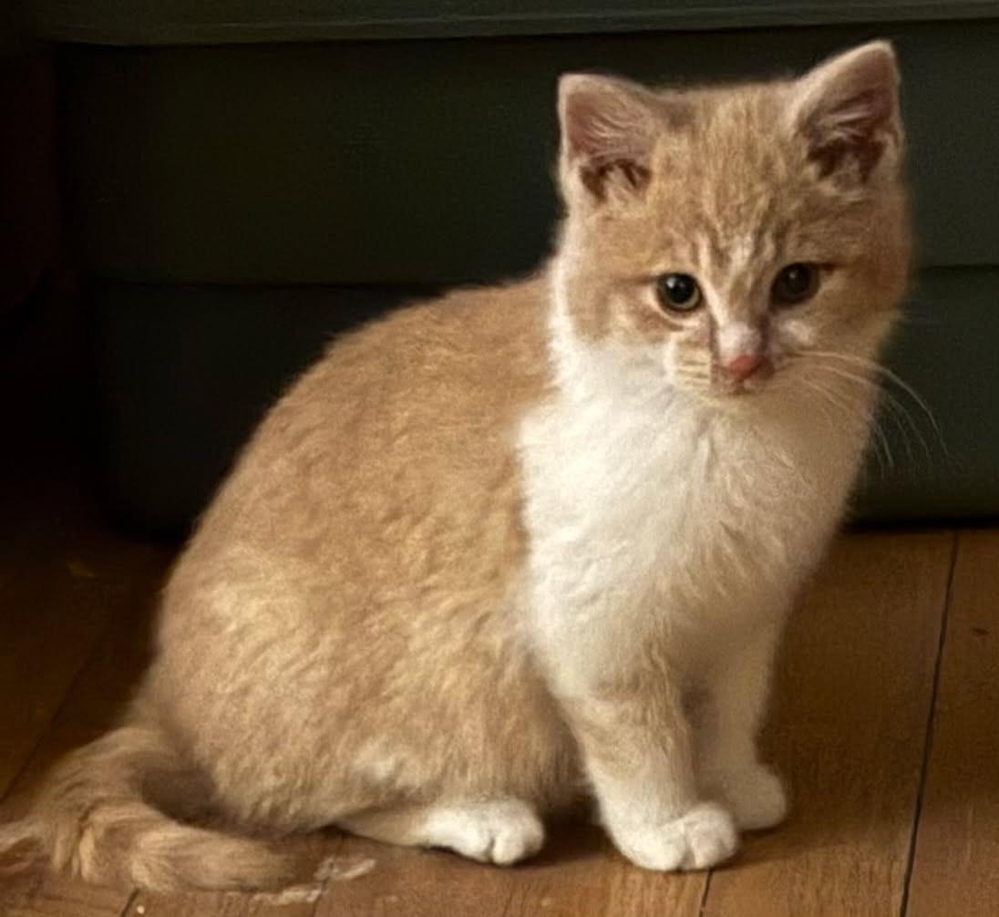 Creamy, adopted, Kitten Male Domestic Short Hair.