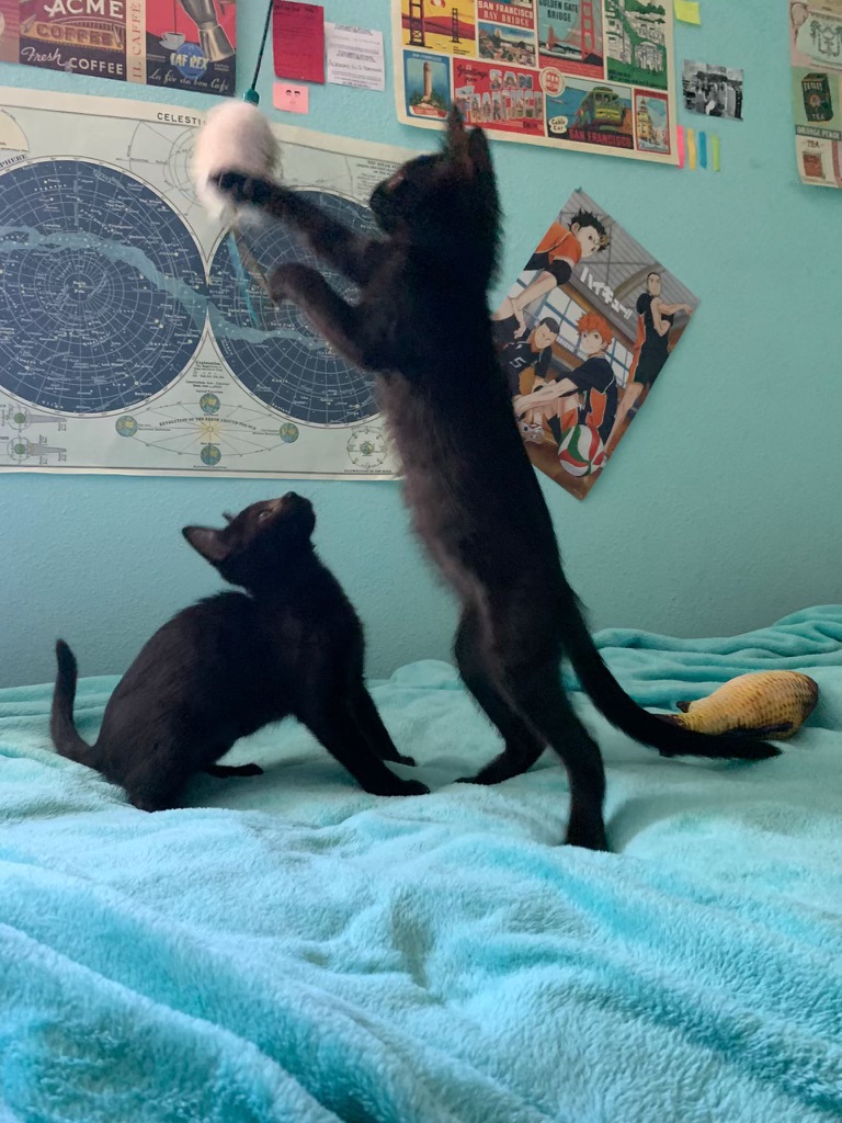 Enlarge Loki (and Lili), a Adopted Domestic Short Hair in Stanford, CA image 5/6