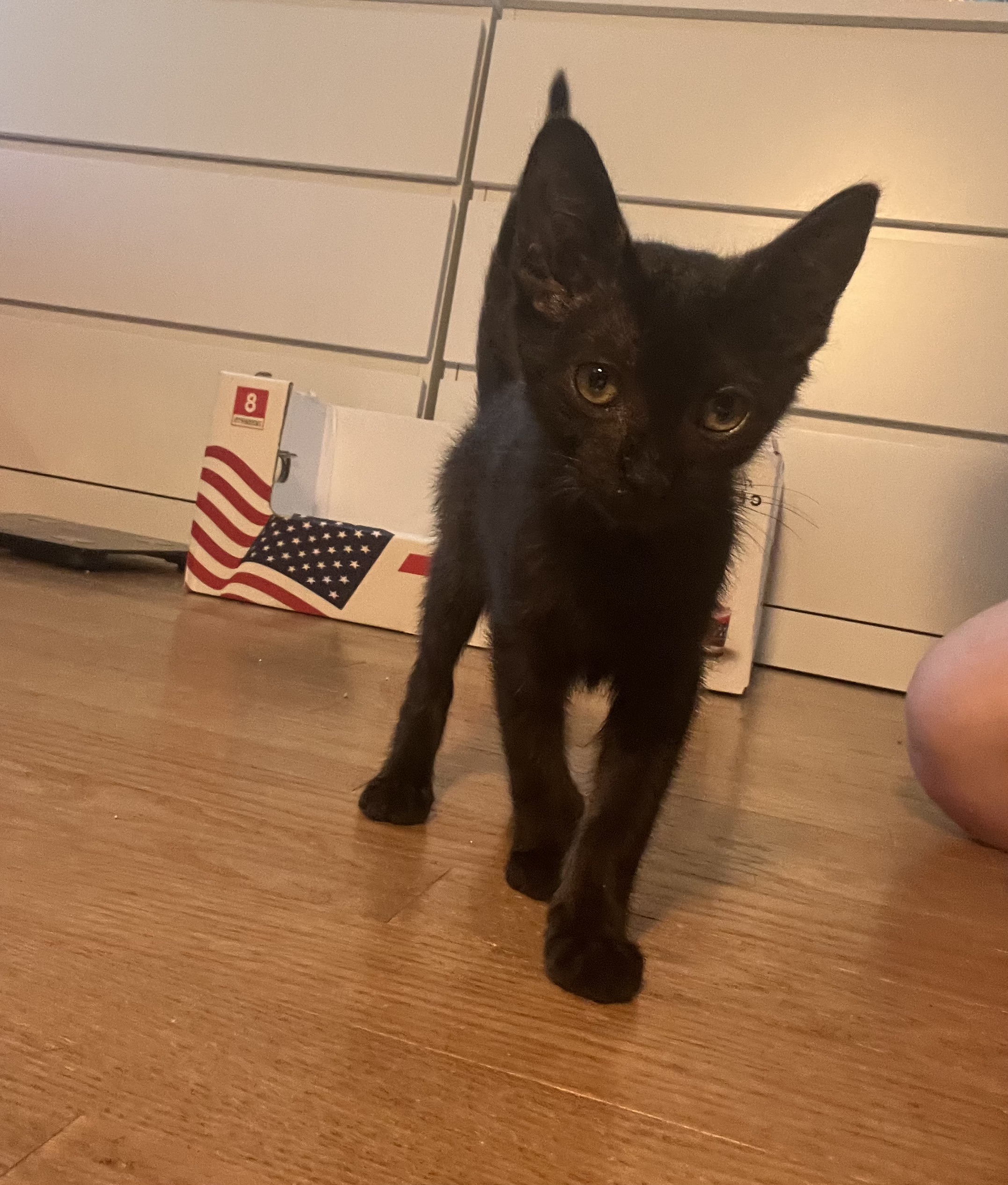 Enlarge Loki (and Lili), a Adopted Domestic Short Hair in Stanford, CA image 2/6