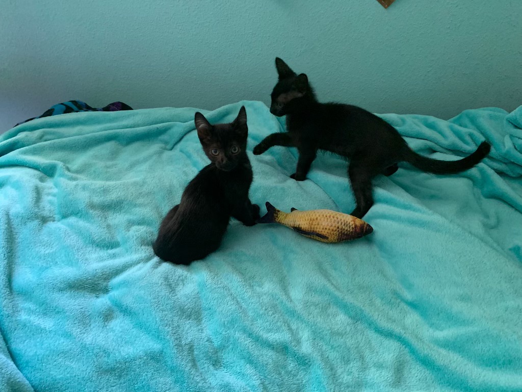 Enlarge Loki (and Lili), a Adopted Domestic Short Hair in Stanford, CA image 4/6