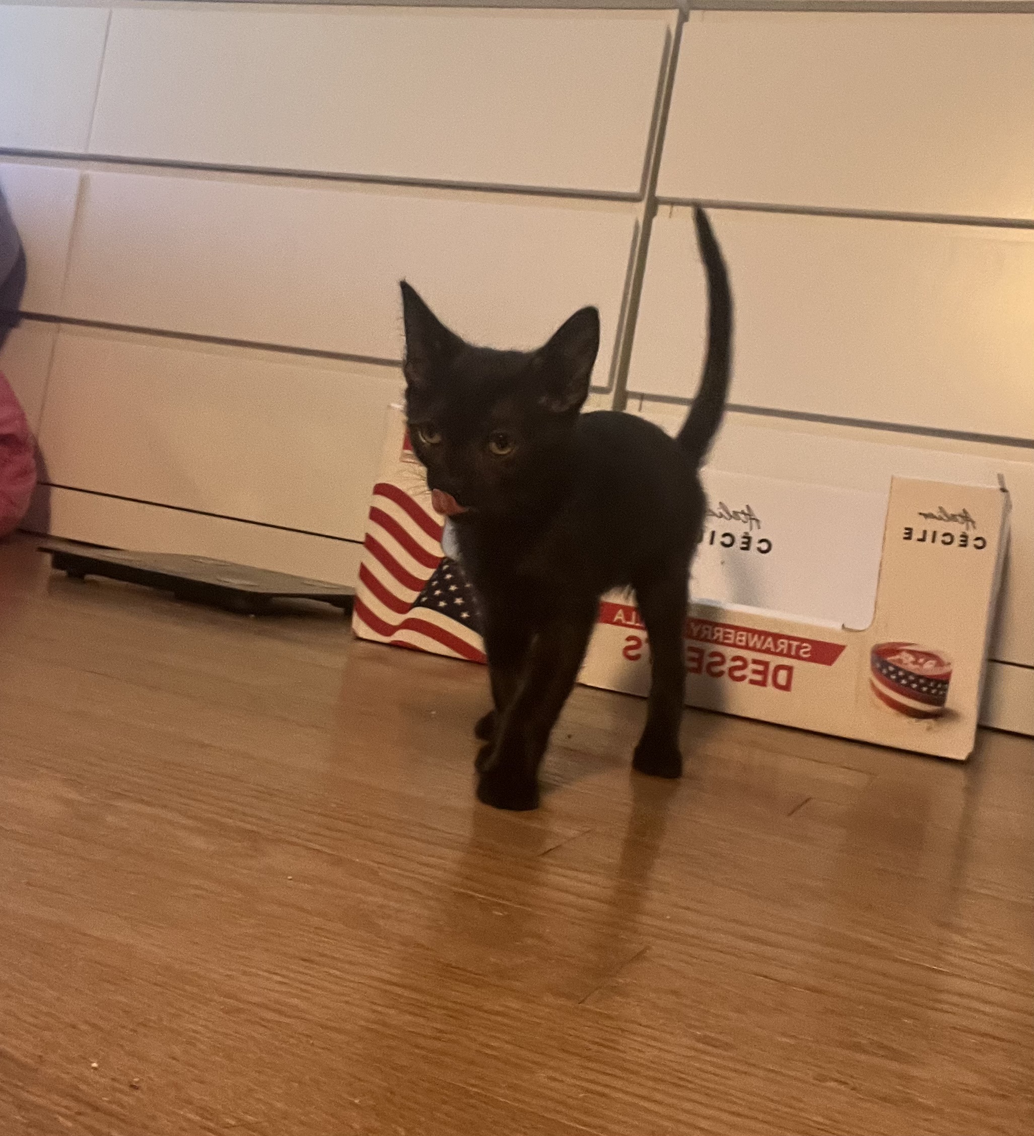 Enlarge Loki (and Lili), a Adopted Domestic Short Hair in Stanford, CA image 3/6