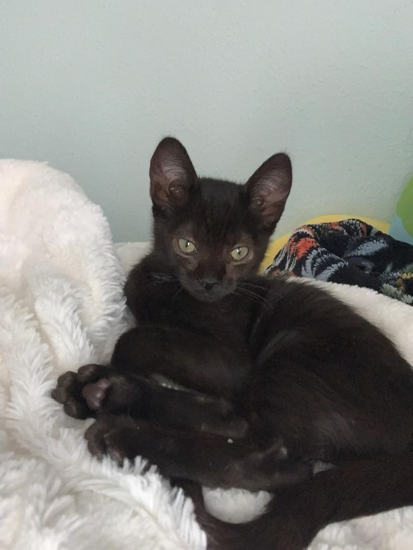 Loki (and Lili), Adopted, Kitten Male Domestic Short Hair.