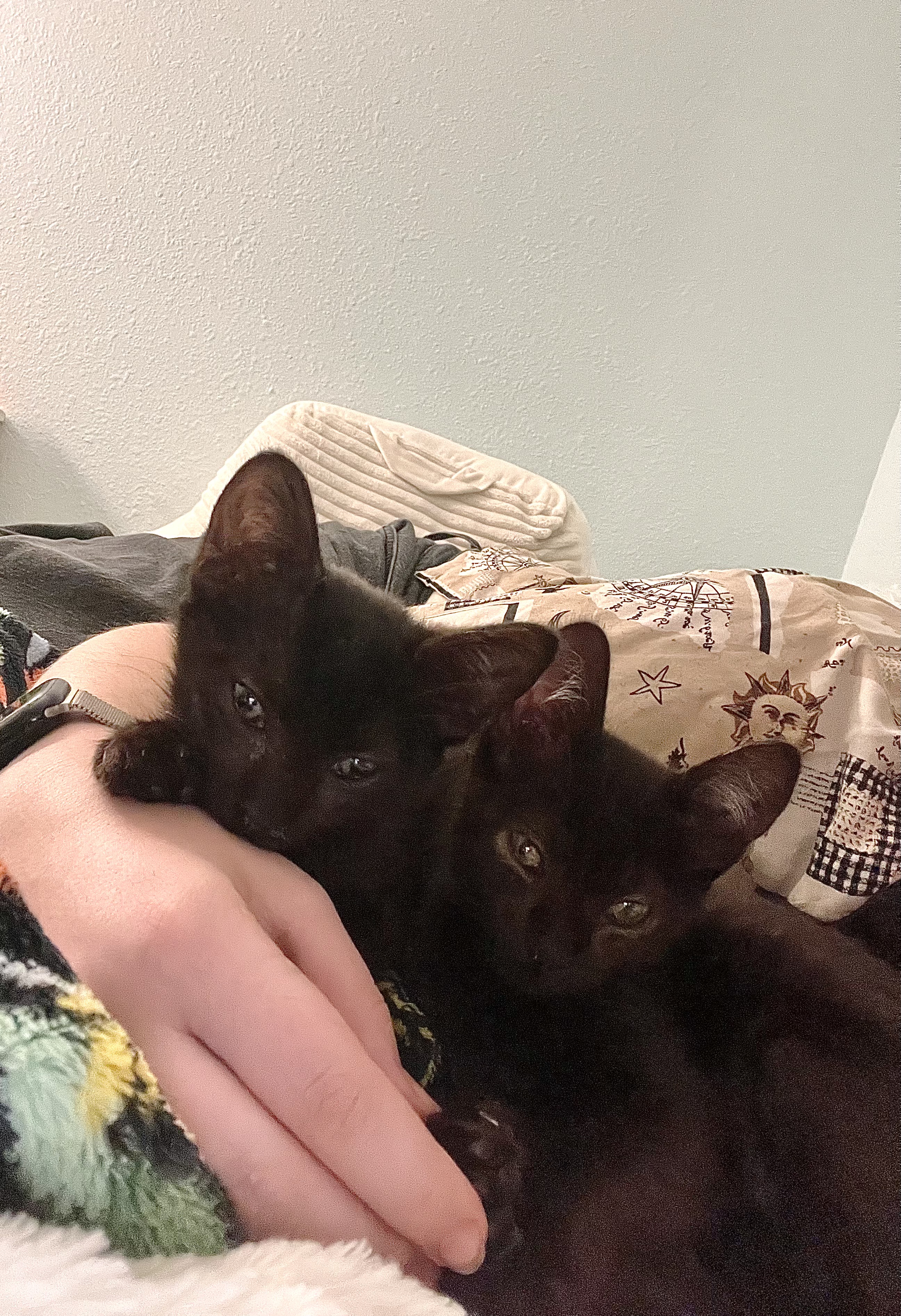 Enlarge Loki (and Lili), a Adopted Domestic Short Hair in Stanford, CA image 6/6