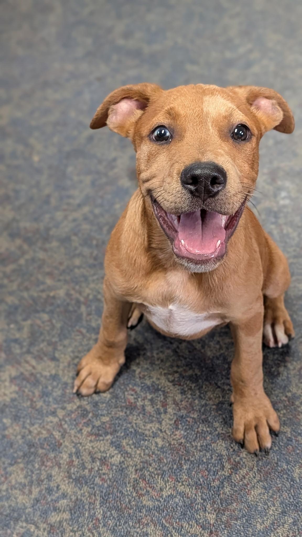 PAX, a ADOPTABLE Rhodesian Ridgeback in Blytheville, AR image 2/4