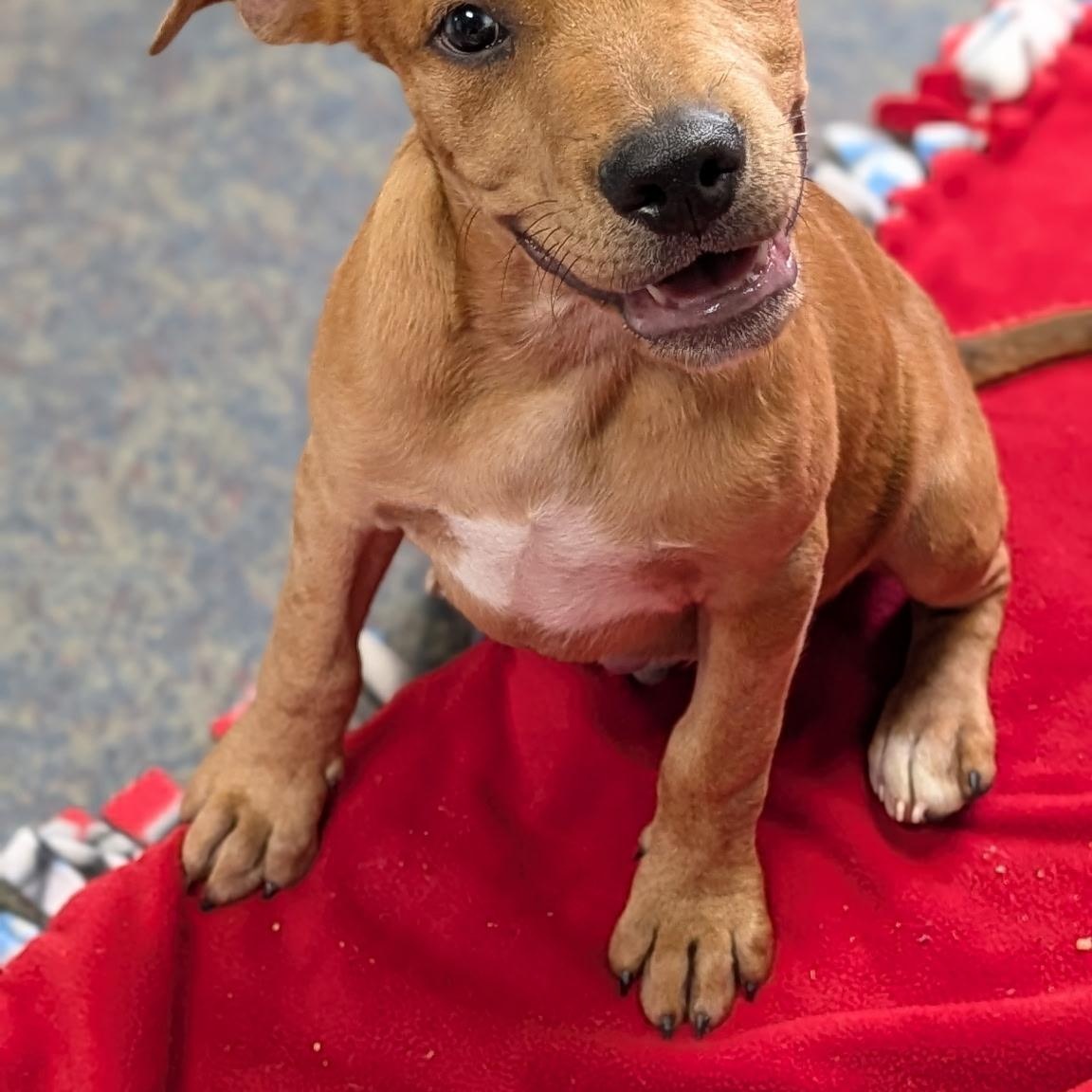 PAX, a ADOPTABLE Rhodesian Ridgeback in Blytheville, AR image 3/4