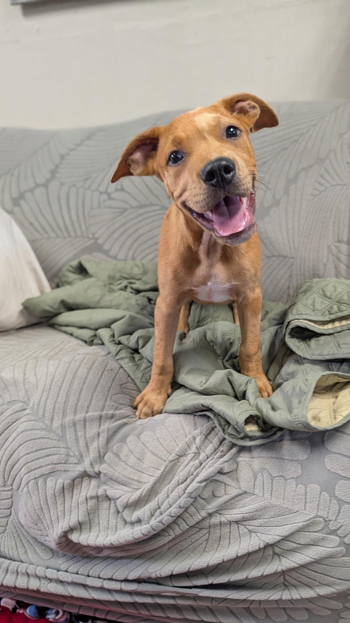 PAX, a ADOPTABLE Rhodesian Ridgeback in Blytheville, AR image 1/4