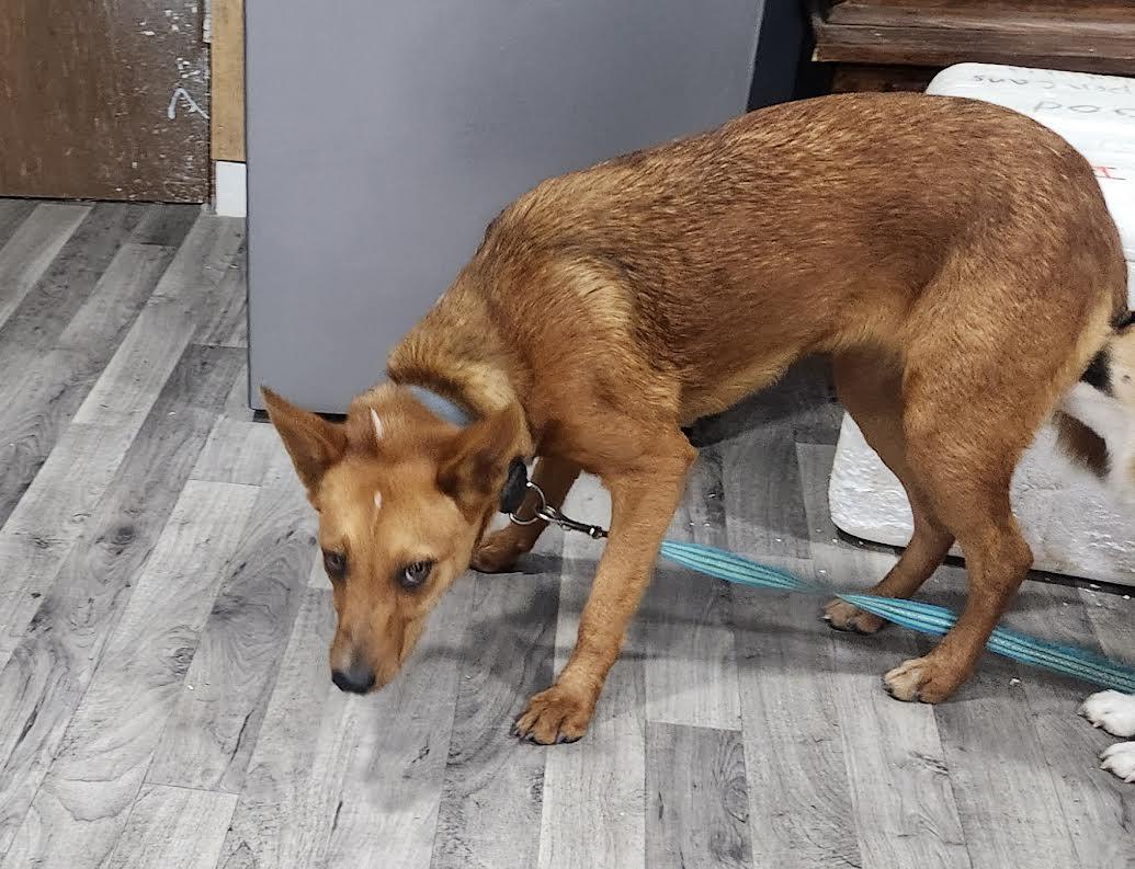 Ariel, Adoptable, Young Female Australian Kelpie.