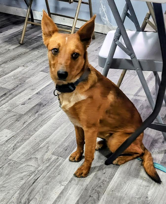 Ariel, a Adoptable mixed breed in Marshall, AR image 2/5