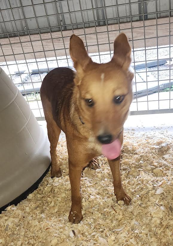 Ariel, a Adoptable mixed breed in Marshall, AR image 3/5