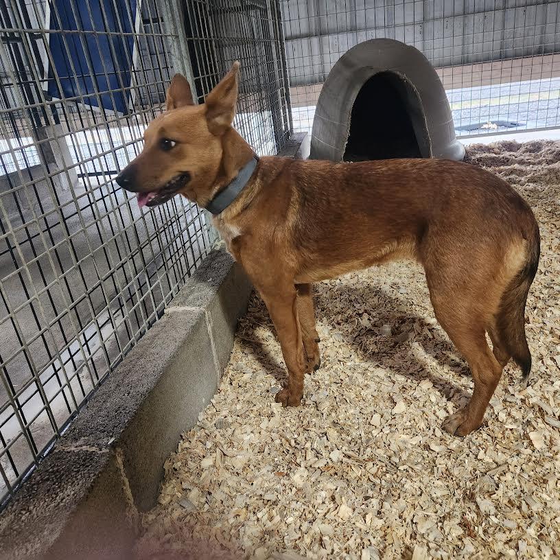 Ariel, a Adoptable mixed breed in Marshall, AR image 4/5