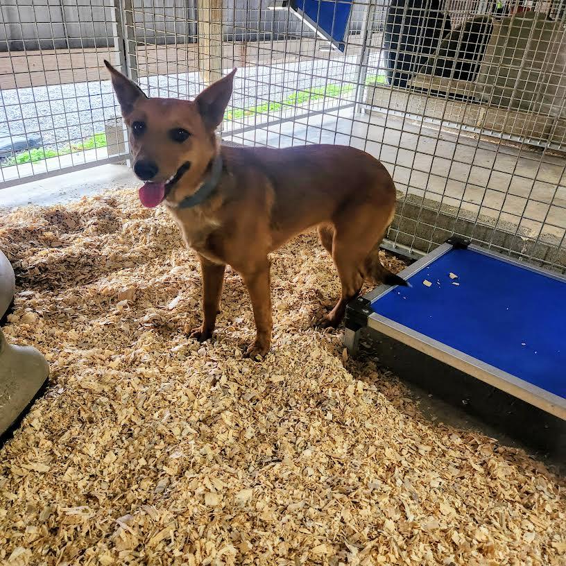 Ariel, a Adoptable mixed breed in Marshall, AR image 5/5