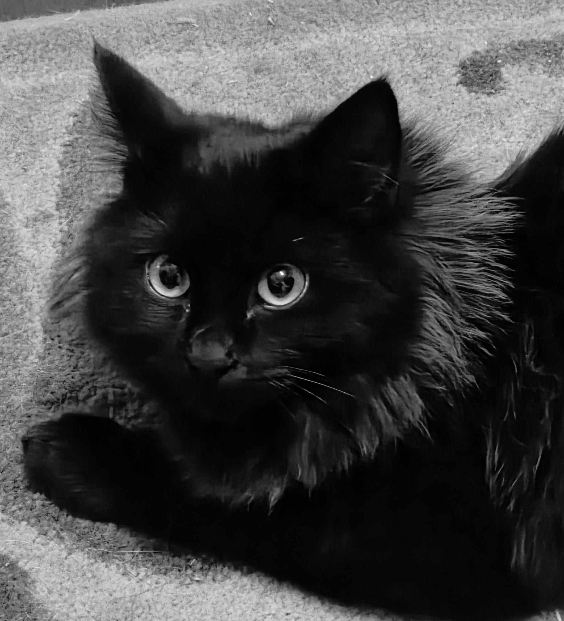 Dusti, adopted, Young Female Domestic Long Hair.