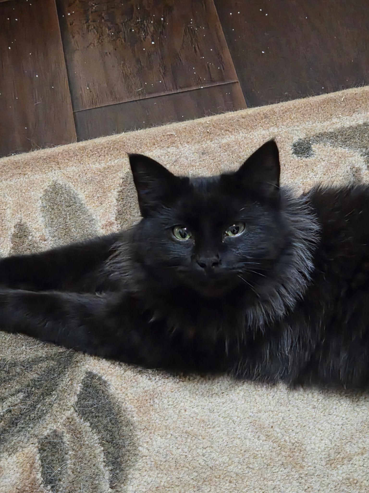 Dusti, an adopted Domestic Long Hair in Parker, TX image 2/2