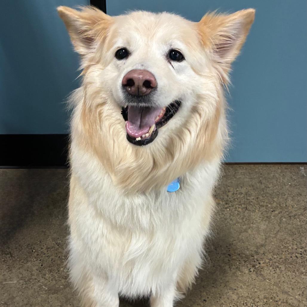 Enlarge Bailey, a Adoptable mixed breed in Portland, OR image 1/2