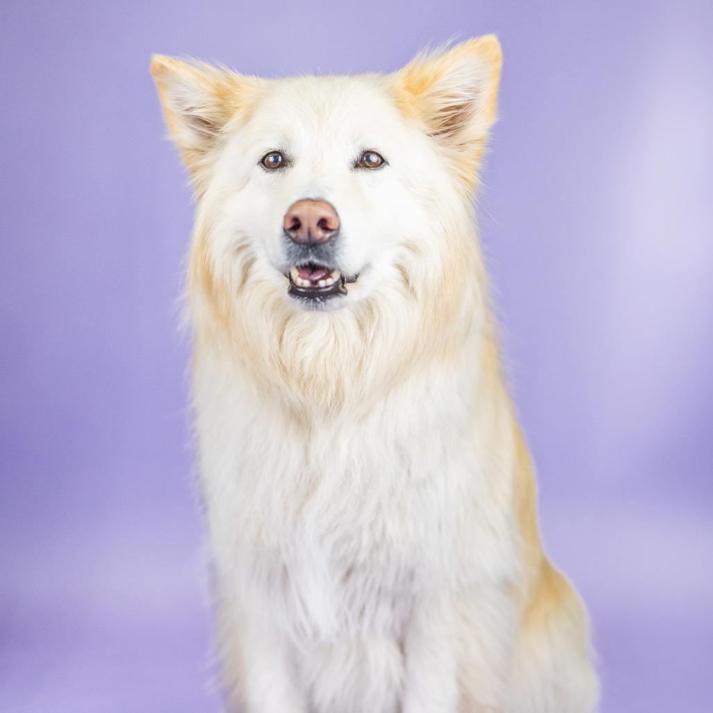 Enlarge Bailey, a Adoptable mixed breed in Portland, OR image 2/2