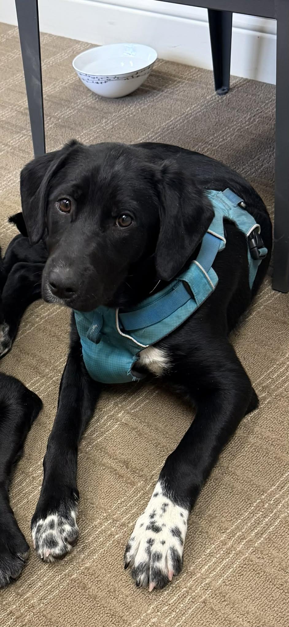 Enlarge Fab 2, a ADOPTABLE mixed breed in Bend, OR image 4/6