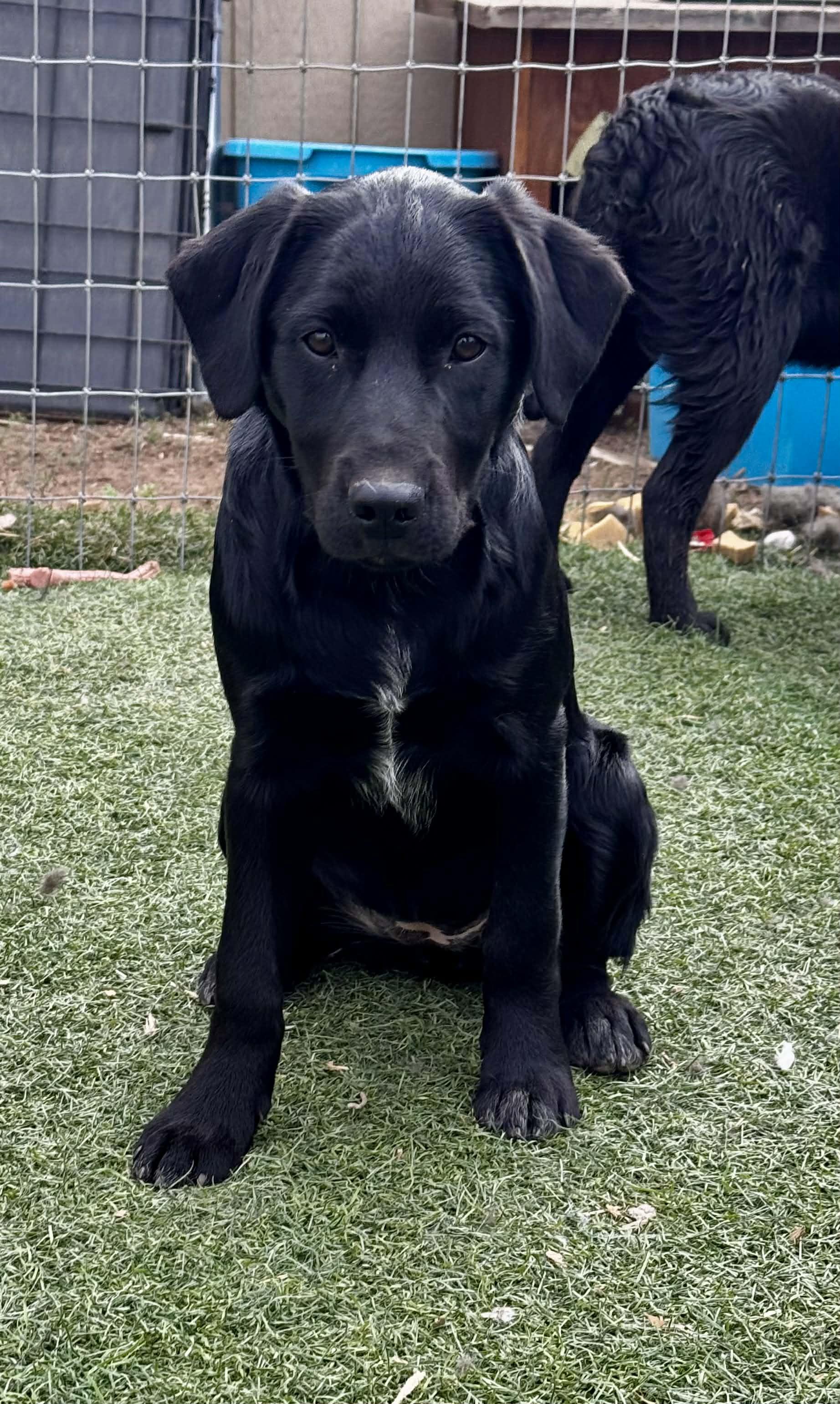 Fab four litter, a ADOPTABLE mixed breed in Bend, OR image 5/5