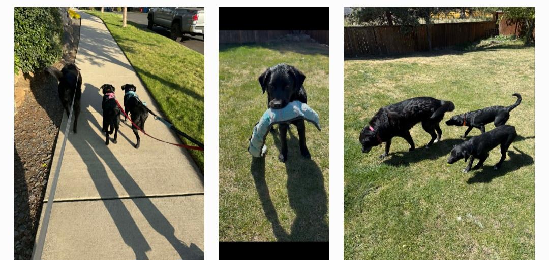 Enlarge Fab 2, a ADOPTABLE mixed breed in Bend, OR image 2/6