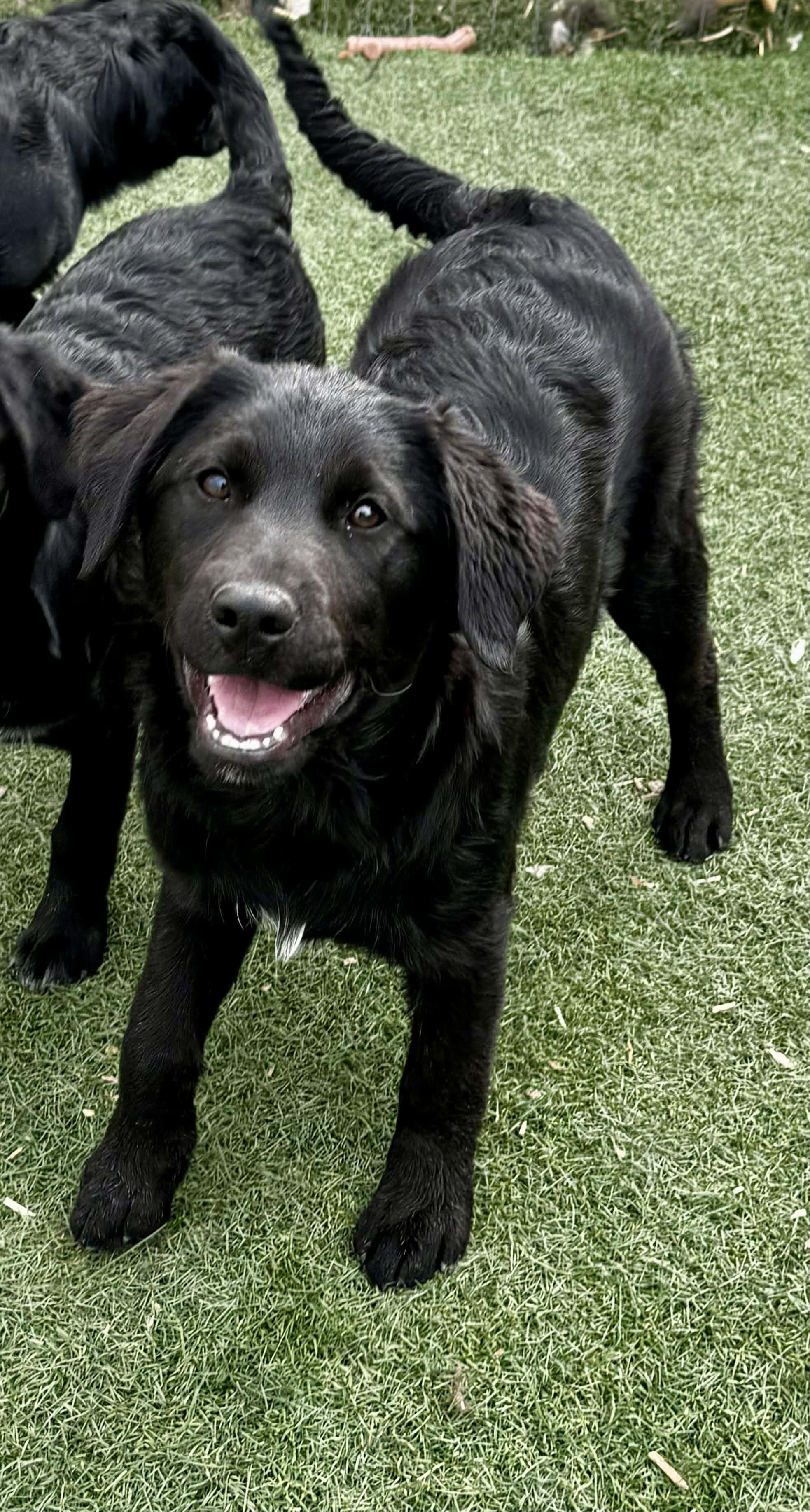 Fab four litter, a ADOPTABLE mixed breed in Bend, OR image 3/5